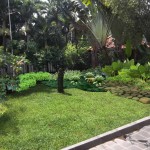 Taman
