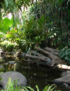 Taman Hutan Tropis
